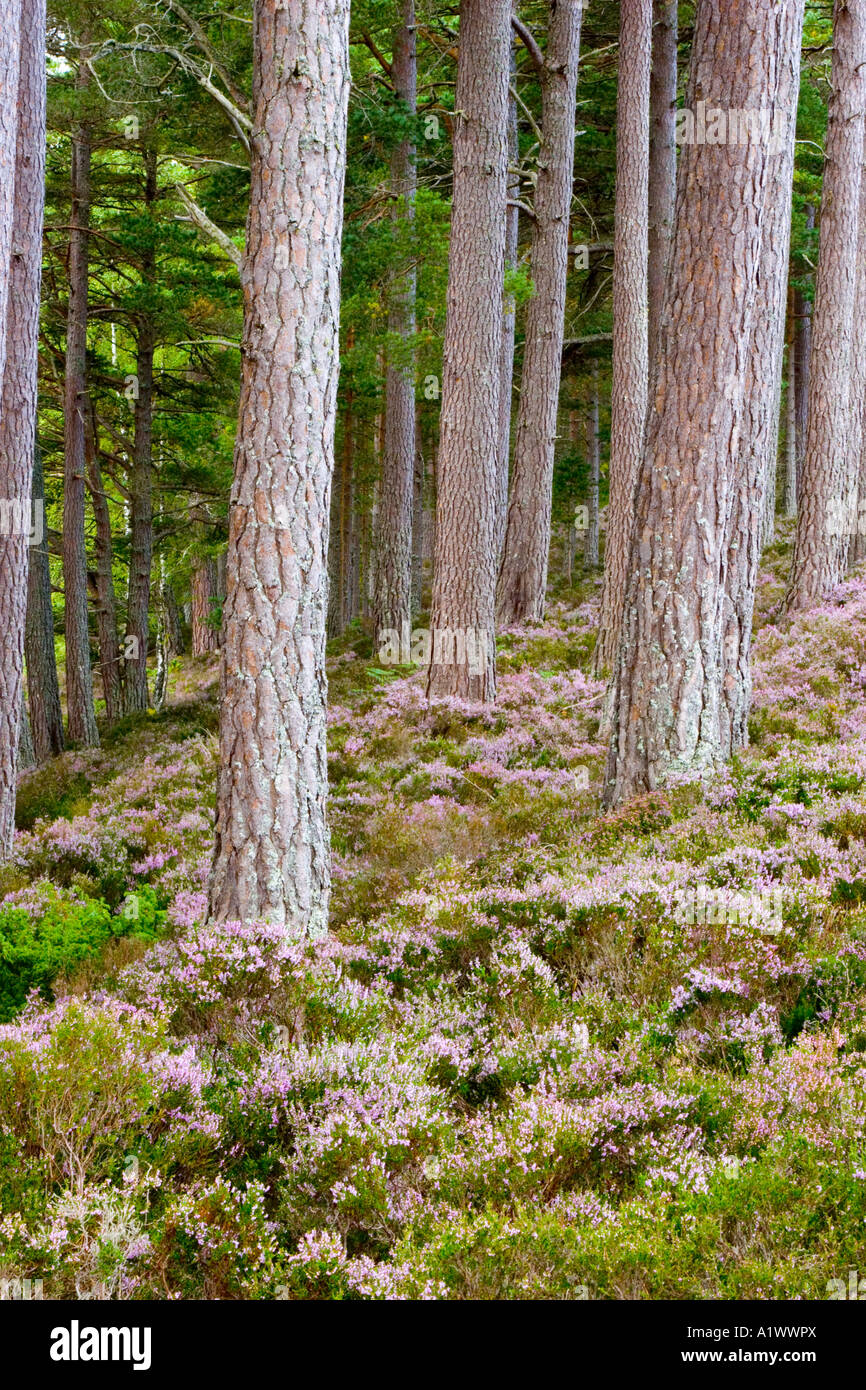 Caledonian foresta di pini, alberi, linee ed erica, Rothiemurchus, Speyside, Scozia Foto Stock