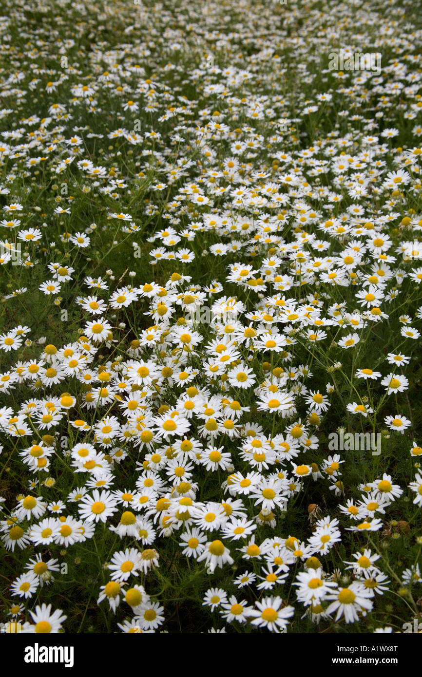 Senza profumo mayweed Matricaria perforata Foto Stock