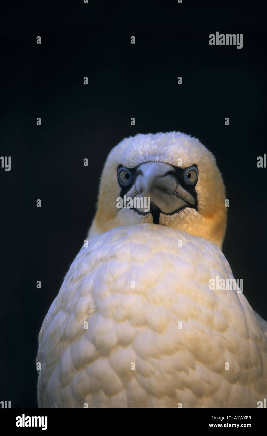 Gannett Morus bassanus che mostra le caratteristiche facciali Foto Stock