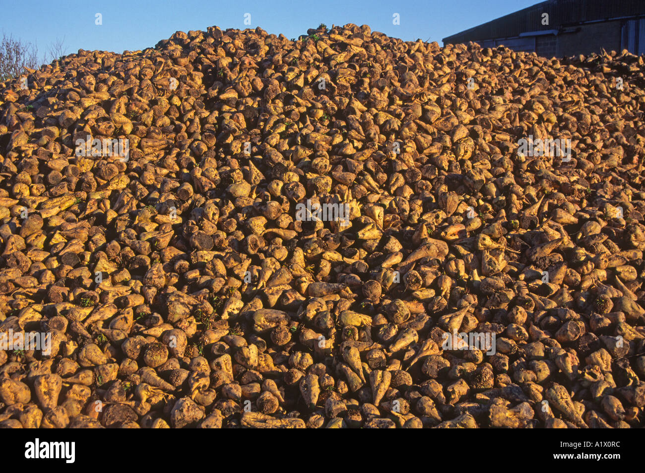 Pila di barbabietole da zucchero Foto Stock