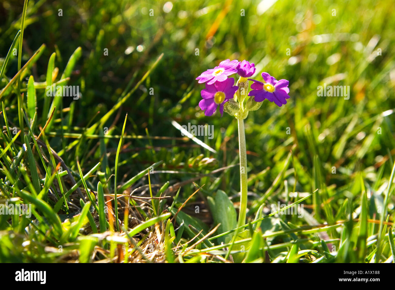 Dh Primula Scotica PRIMROSE REGNO UNITO Scottish Primrose Primula Scotica Orkney Foto Stock