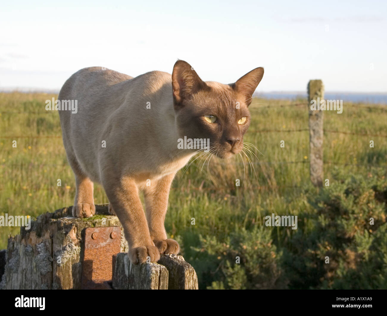 dh birmano CAT UK Brown birmano gatto domestico circa mettere a fuoco su prey pedigree equilibrante PET pronto pounce muro Foto Stock