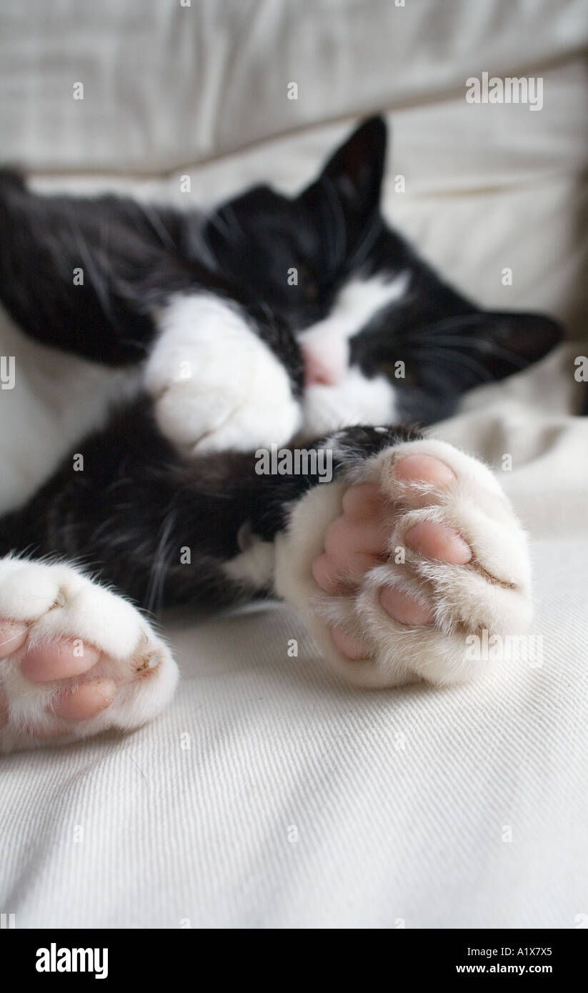 Il gatto domestico con grandi zampe rosa sul divano bianco selleria REGNO UNITO Foto Stock
