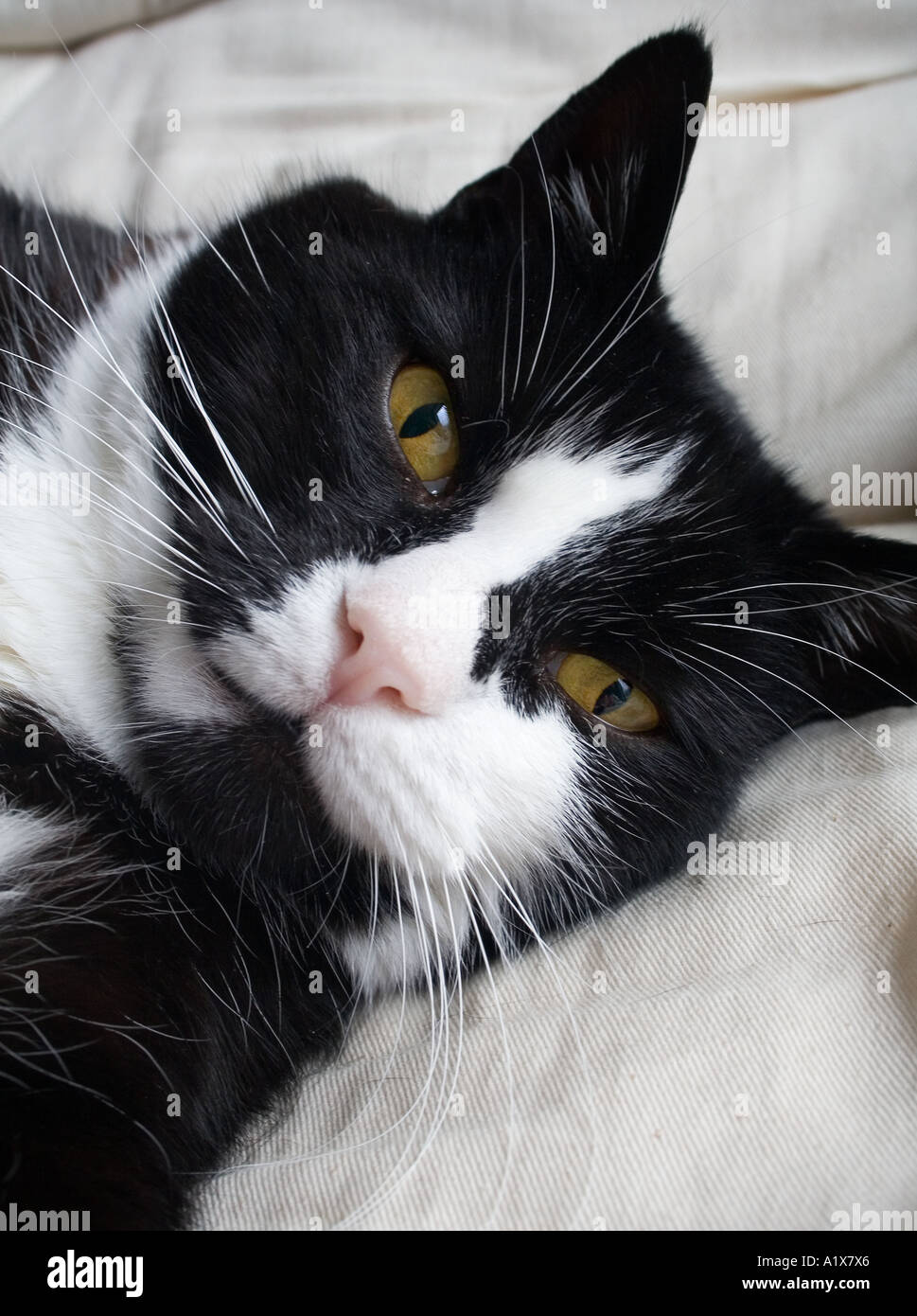 Il gatto domestico sul divano bianco selleria REGNO UNITO Foto Stock