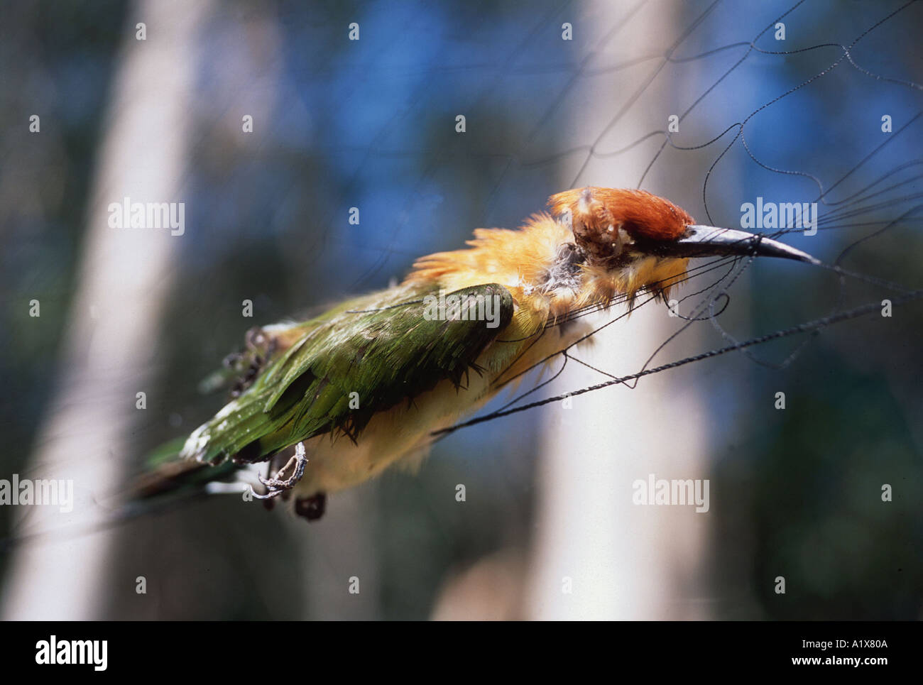 Bee Eater Bird impigliati nelle reti di un apicoltore che circonda il suo apiario in Malesia Foto Stock