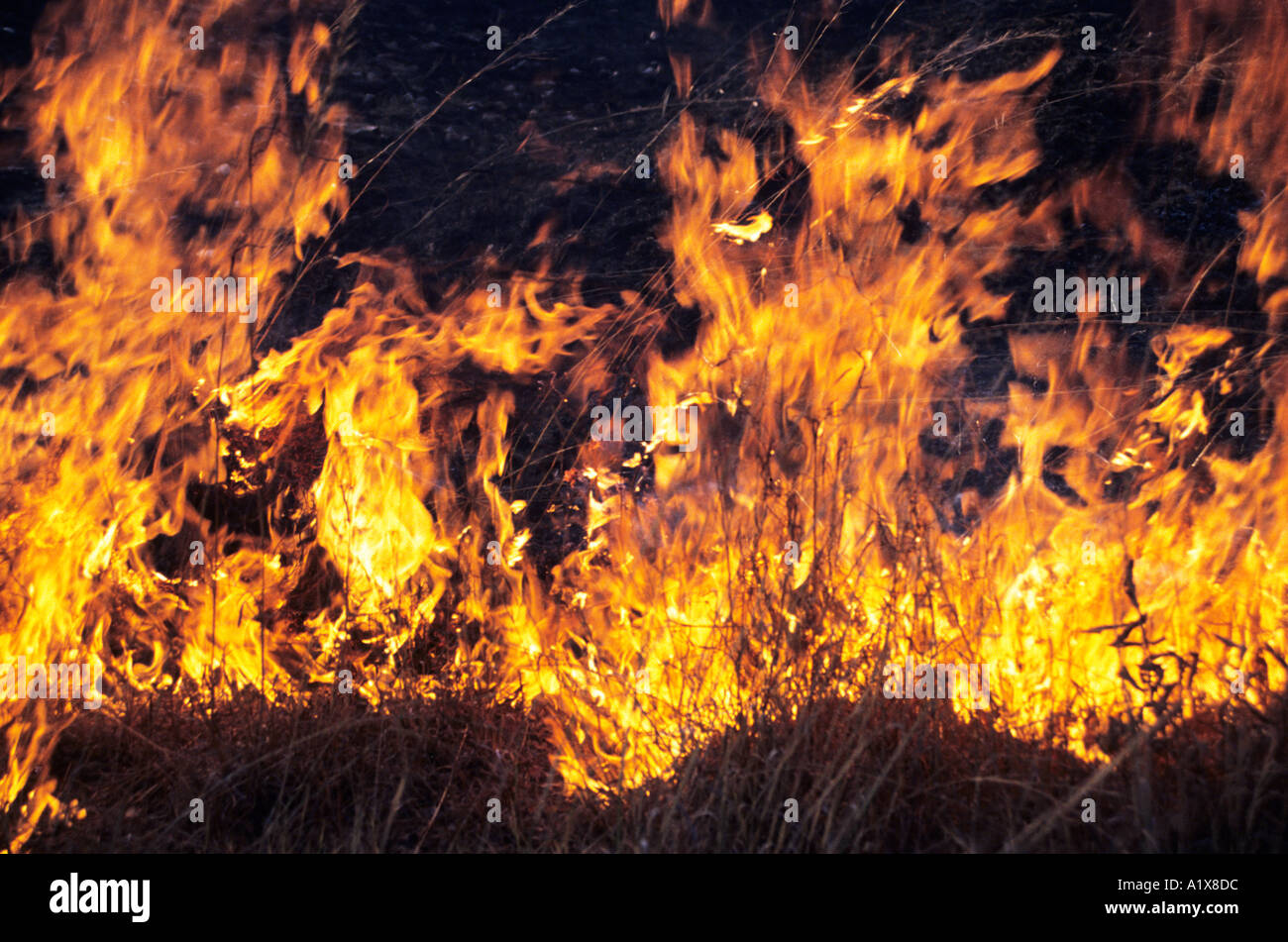 Incendio fuori controllo in spazzola Matopos Zimbabwe Foto Stock