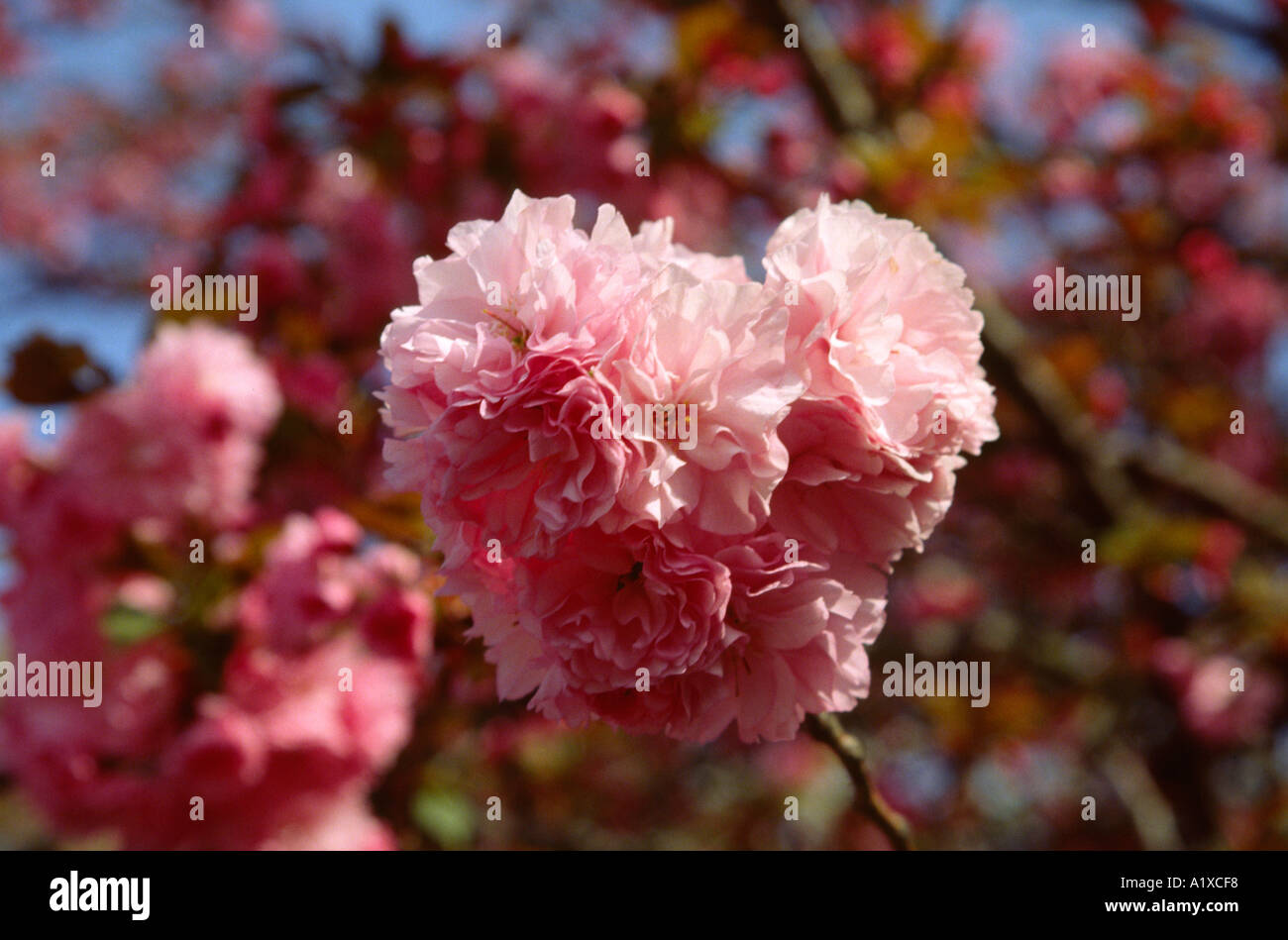 Close up of springtime cherry blossom Kyoto Japan Foto Stock