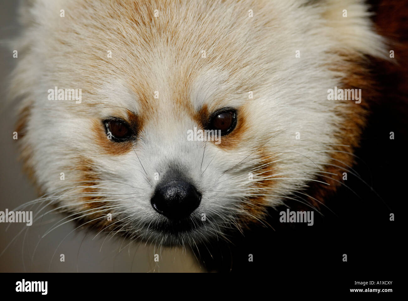 Panda rosso, Ailurus fulgens, close up di faccia Foto Stock