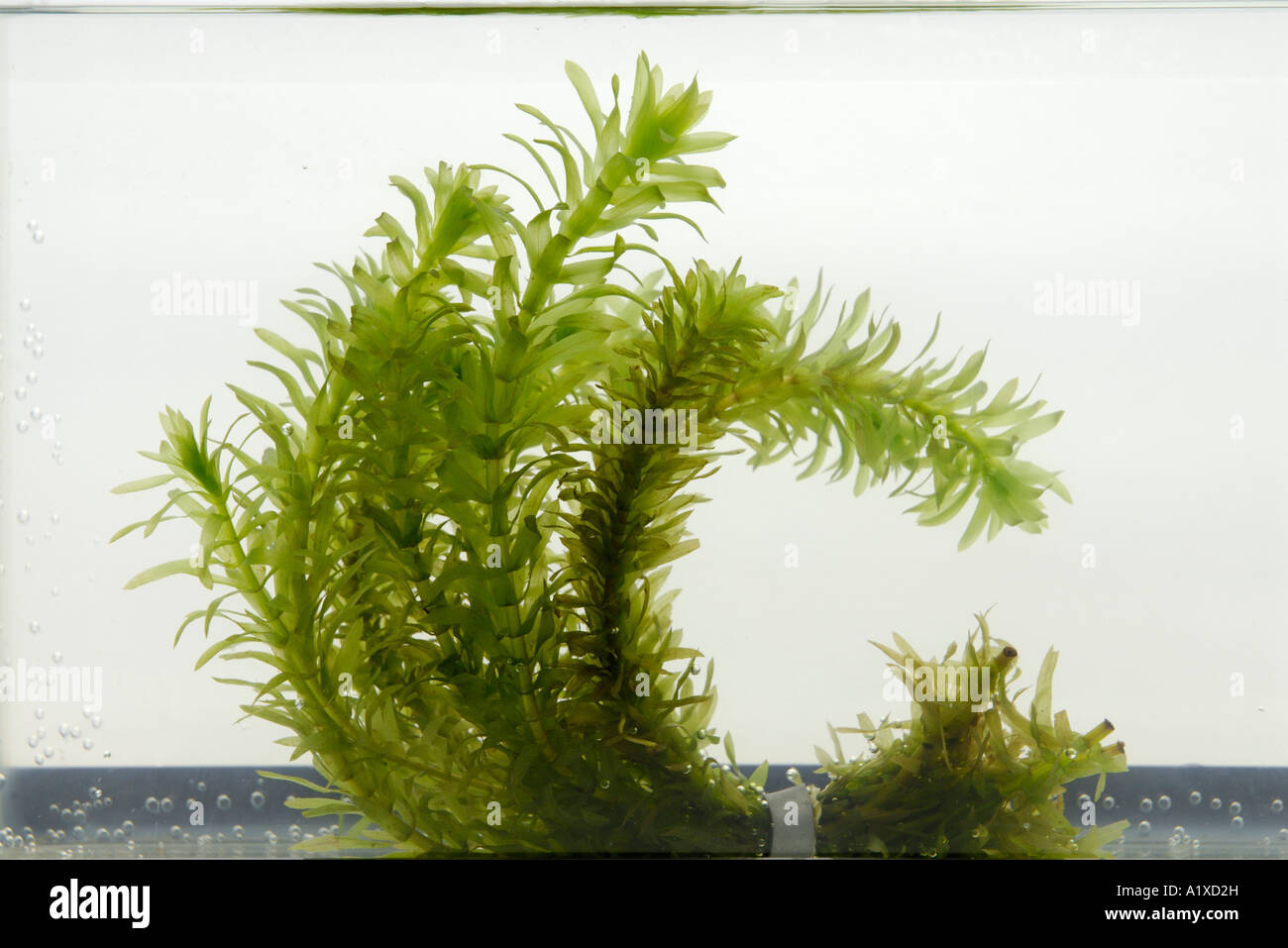 Pianta acquatica, Elodea Foto Stock