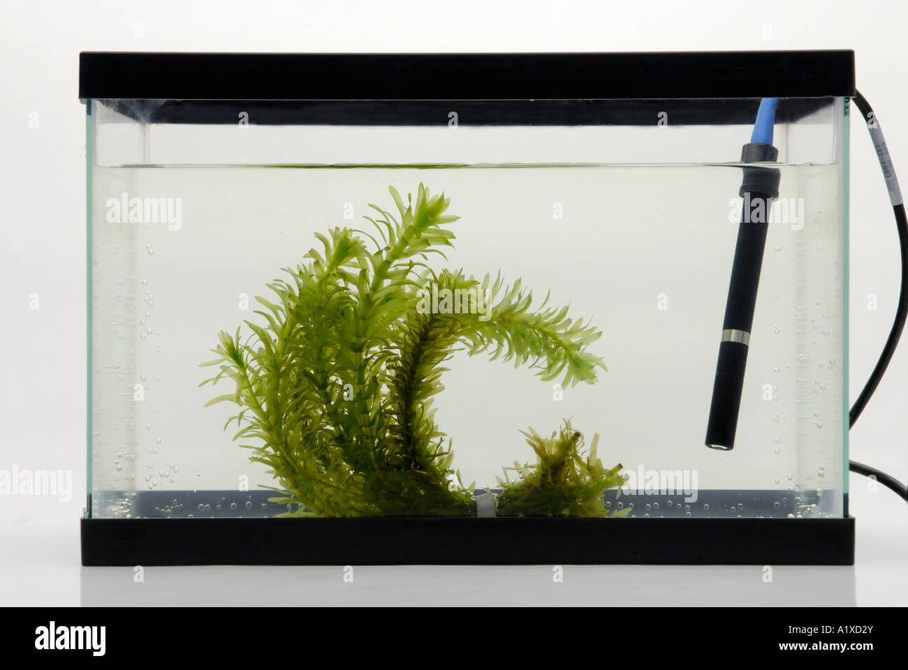 Sensore ossigeno dissolto e piante acquatiche Foto Stock