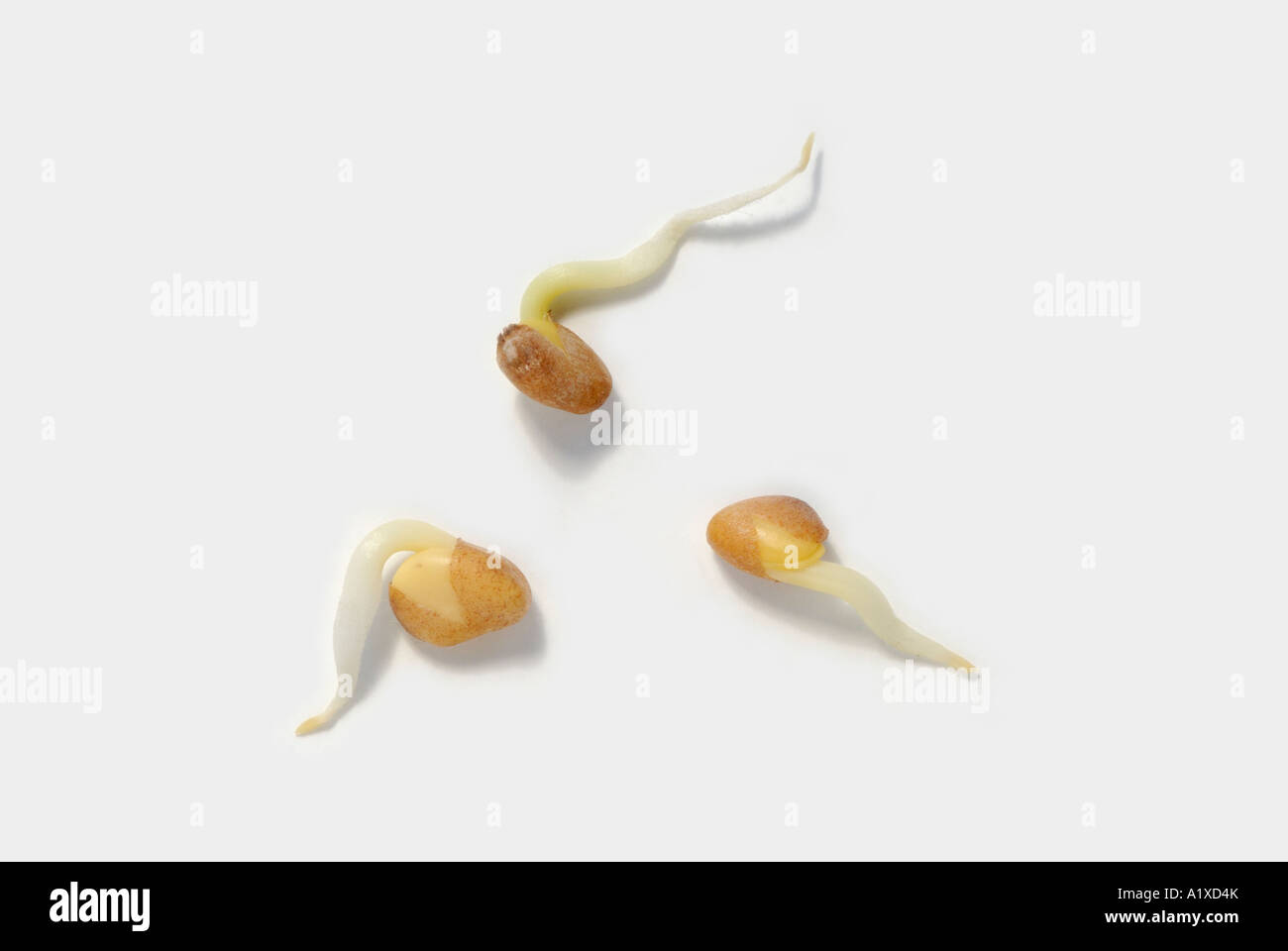 Ravanello Raphanus sativus, piantine germinate di recente Foto Stock