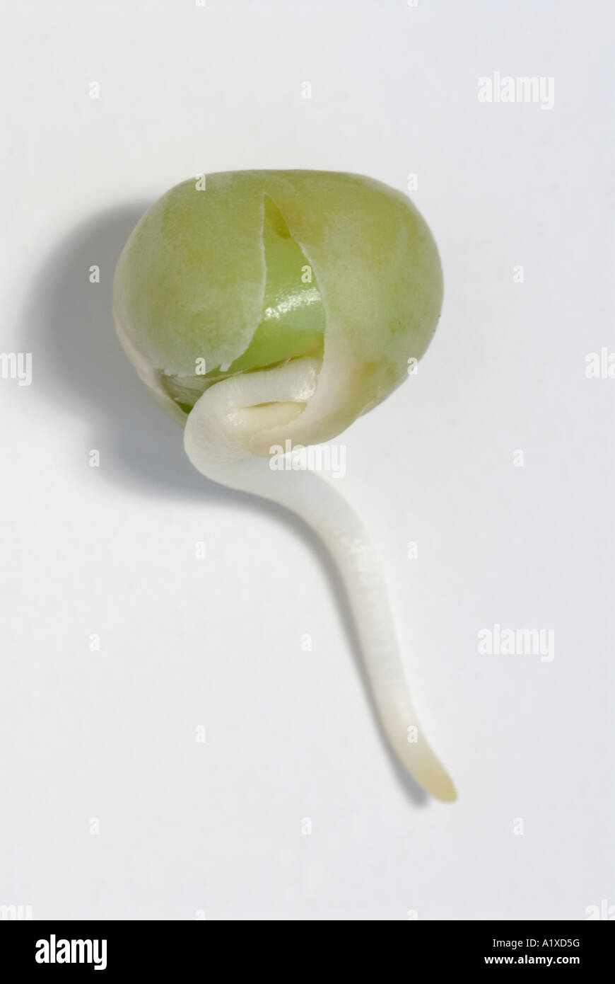 Recentemente germinati pisello, Pisum sativum, sementi Foto Stock