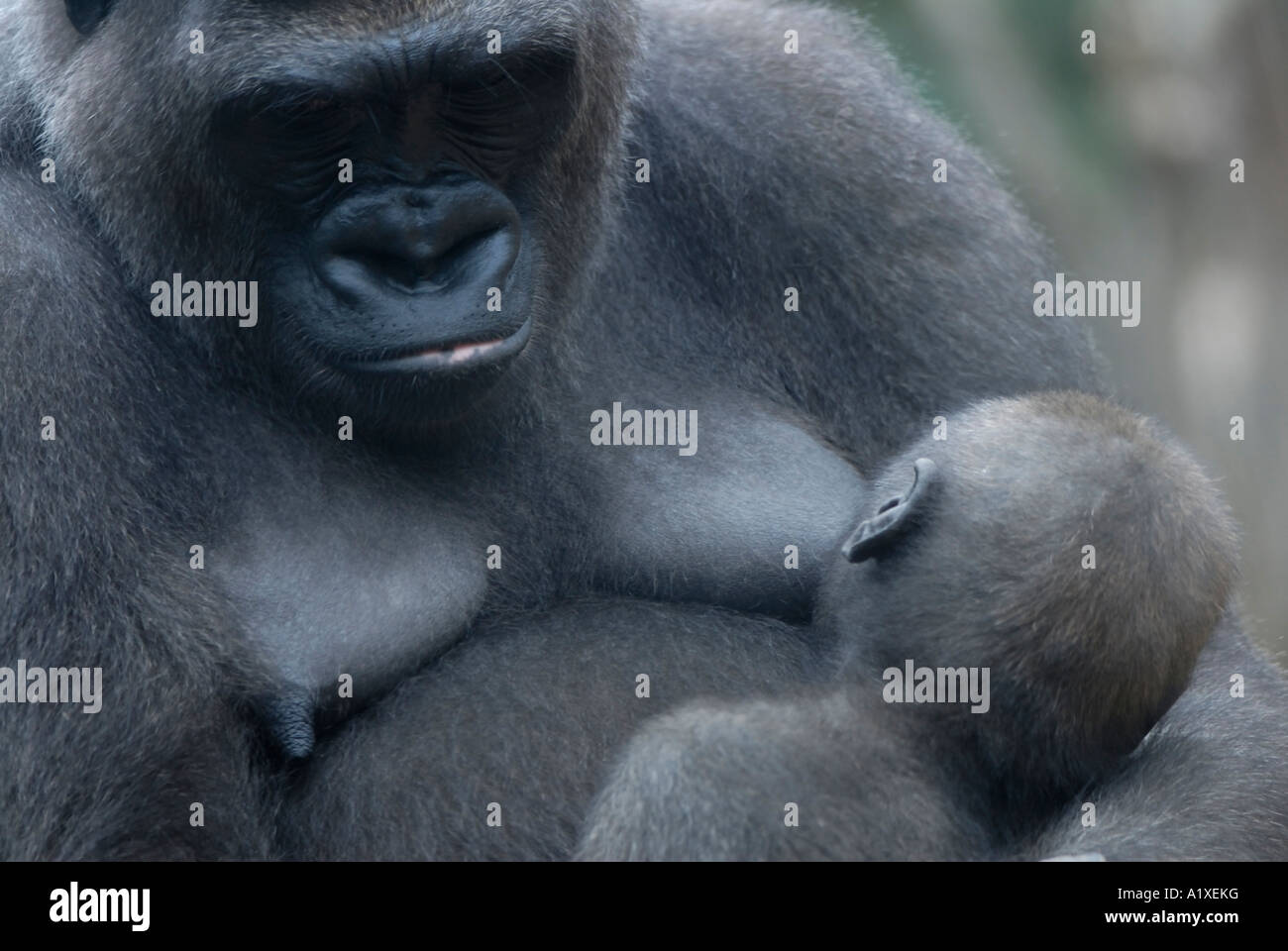 Baby gorilla di assistenza infermieristica Foto Stock