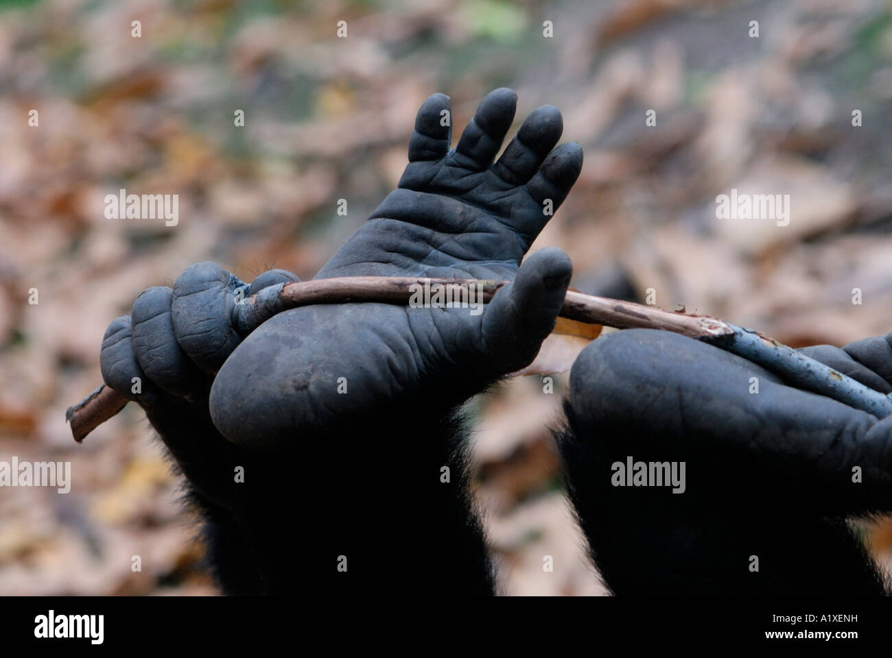 Giovani gorilla piedi giocando con bastone Foto Stock