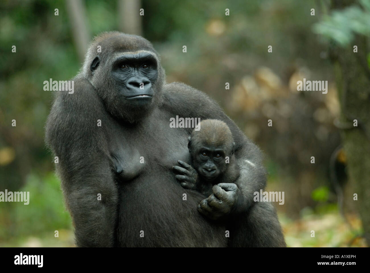 Madre gorilla di azienda che porta il suo bambino Foto Stock
