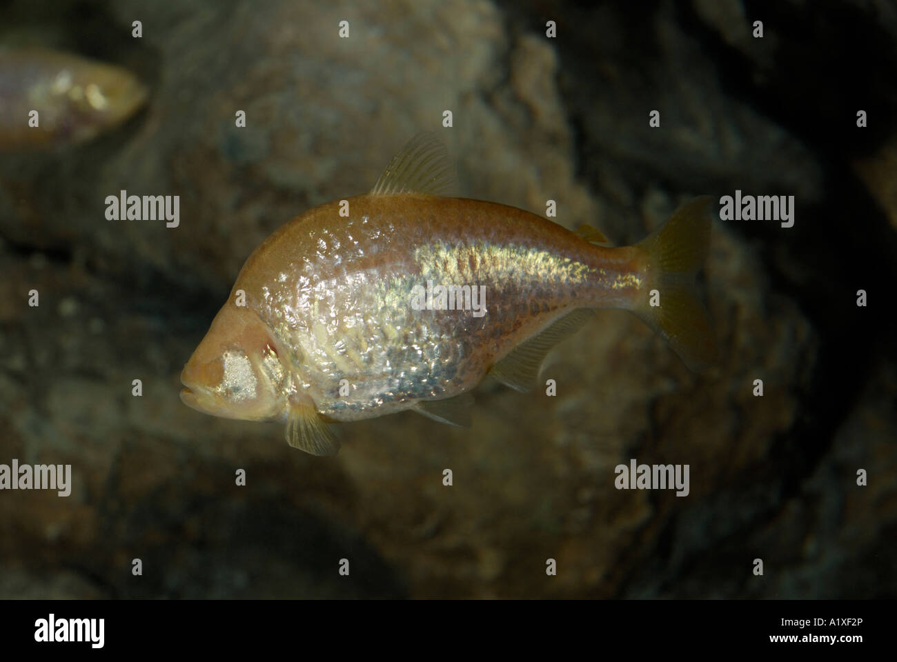 Grotta di cieco pesce, Astyanax mexicanus o Astianatte characidae Foto Stock