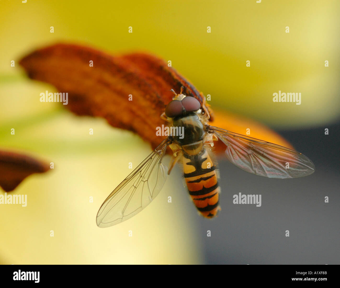 Alimentazione Hoverfly sul polline lilly Foto Stock