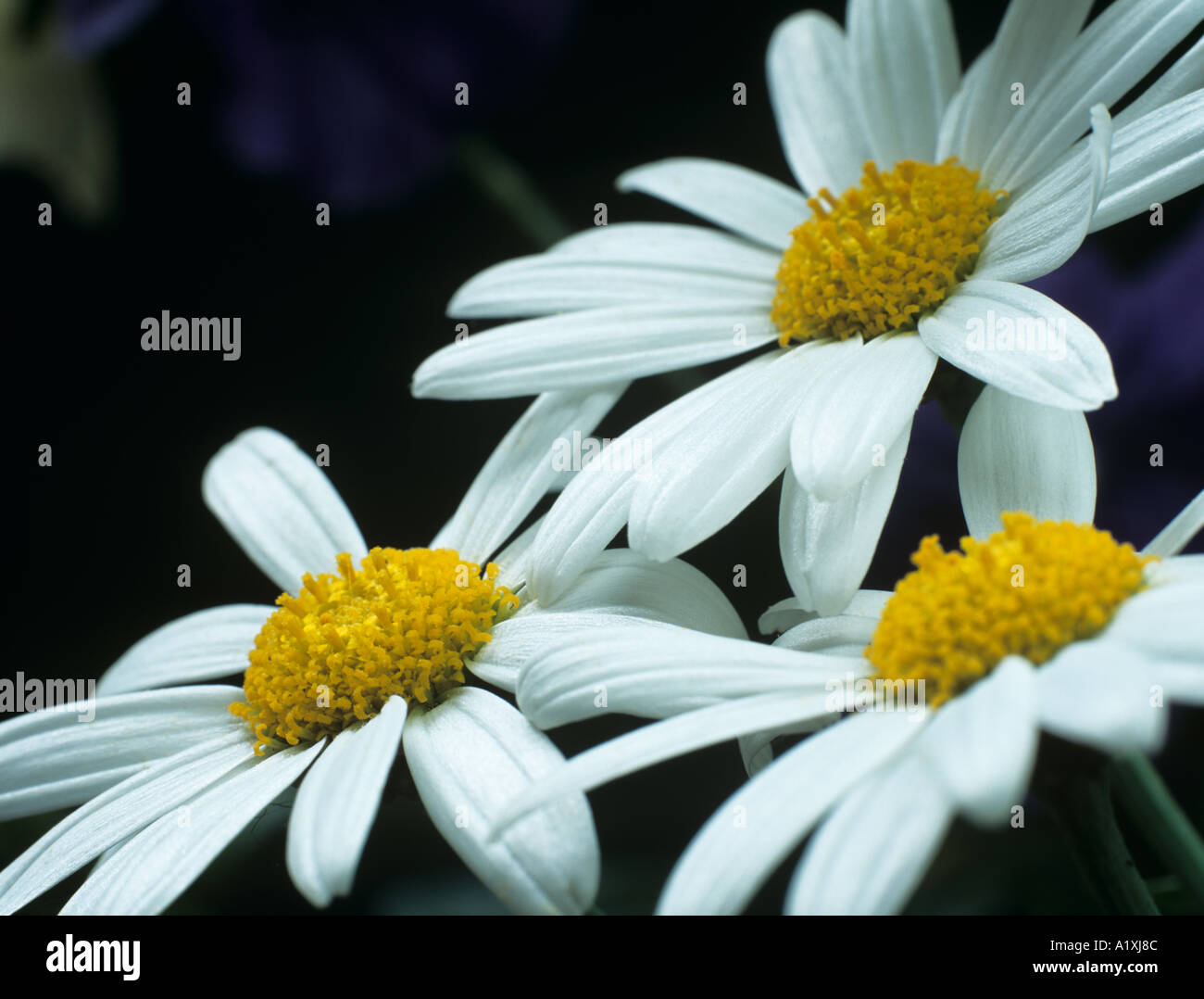 Argyranthemum stella bianca tre fiori vista laterale Foto Stock