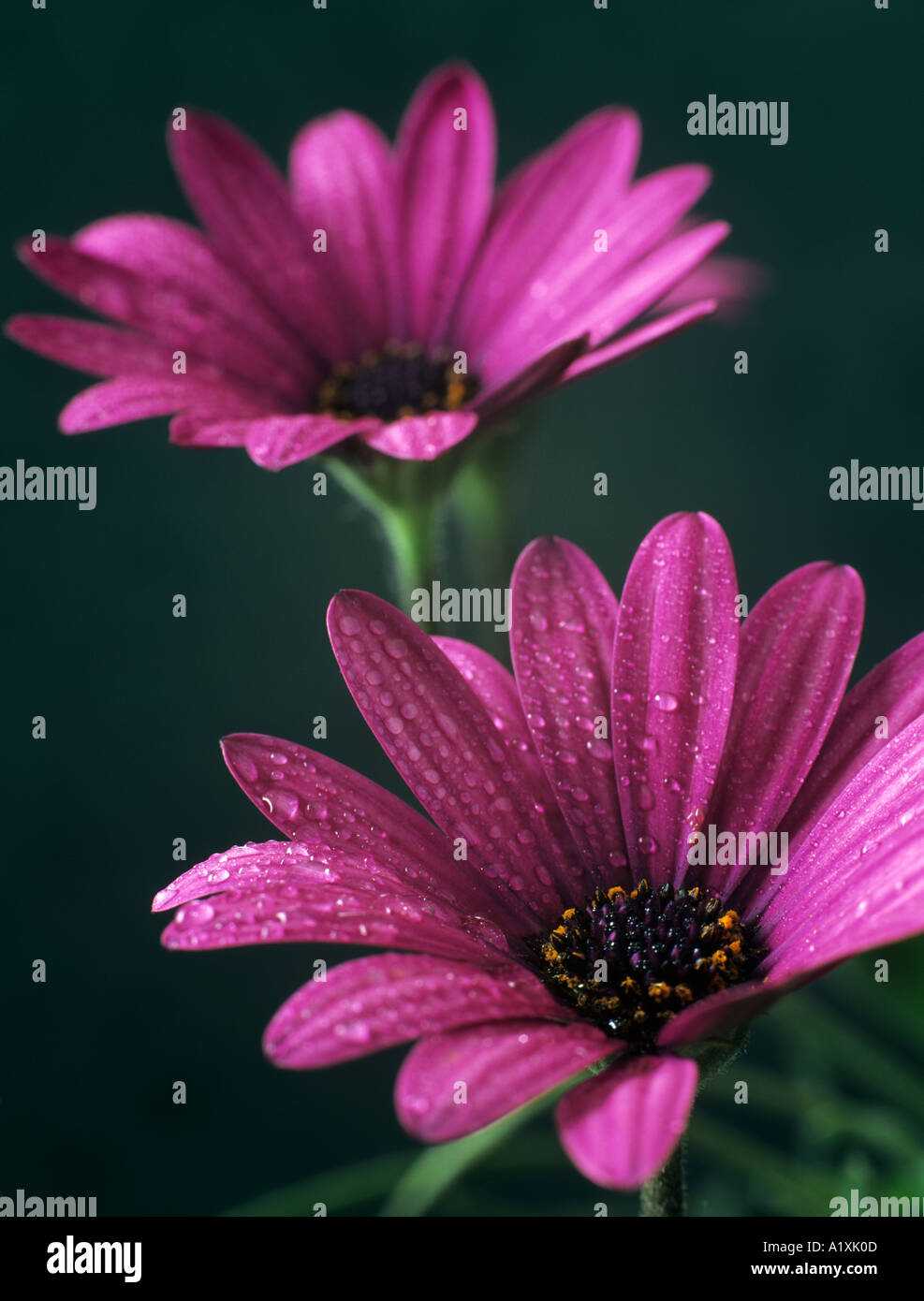 Osteospermum Osoutis viola due fiori con gocce d'acqua contro sfondo verde scuro Foto Stock