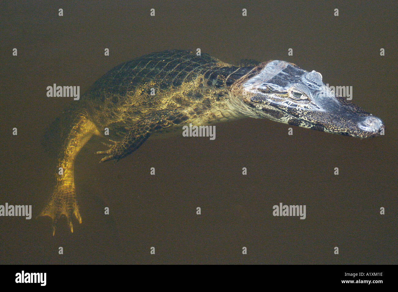 Caimano o jacare crocodilus Caimano yacare galleggia sulla superficie dell'acqua sud del Pantanal Mato Grosso do Sul in Brasile Foto Stock