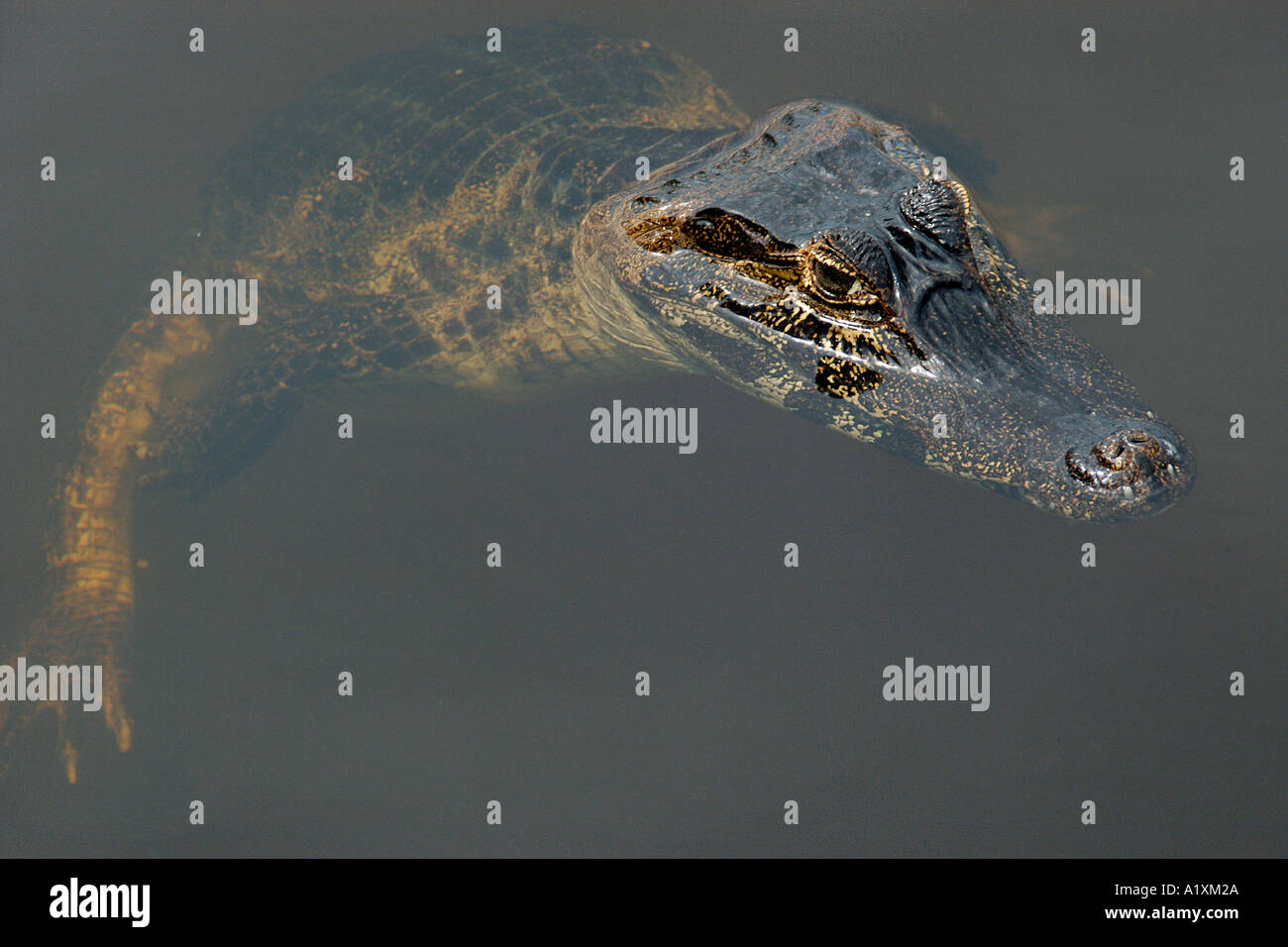 Caimano o jacare crocodilus Caimano yacare galleggia sulla superficie dell'acqua sud del Pantanal Mato Grosso do Sul in Brasile Foto Stock