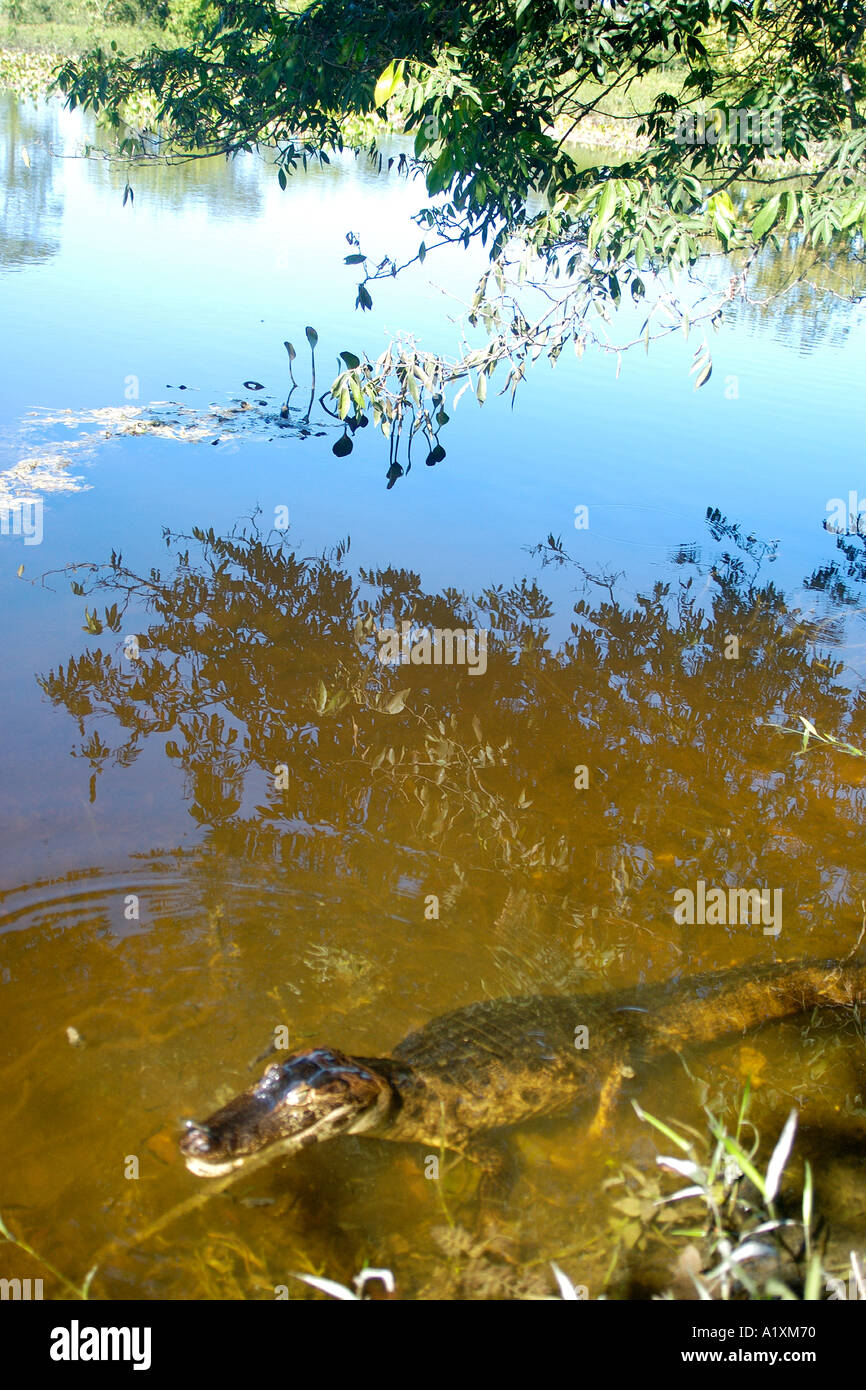 Un caimano jacare crocodilus Caimano yacare aggiorna se stesso in una sponda sud del Pantanal Mato Grosso do Sul in Brasile Foto Stock