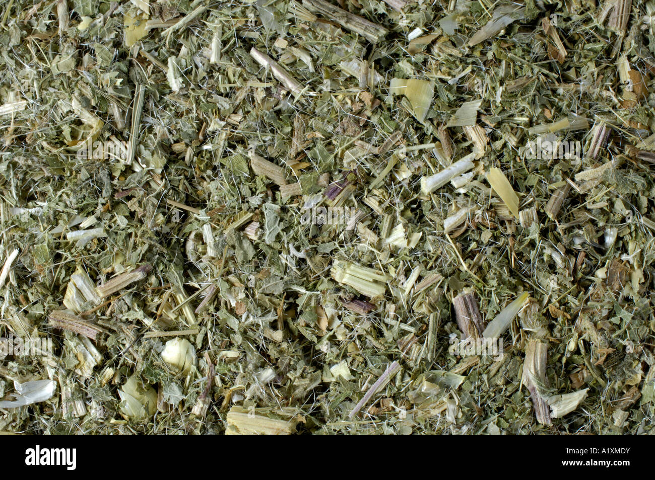 Beato Thistle Snicus benedictus Benediktenkraut Klostermedzin Arzneipflanzen erbe officinali Foto Stock