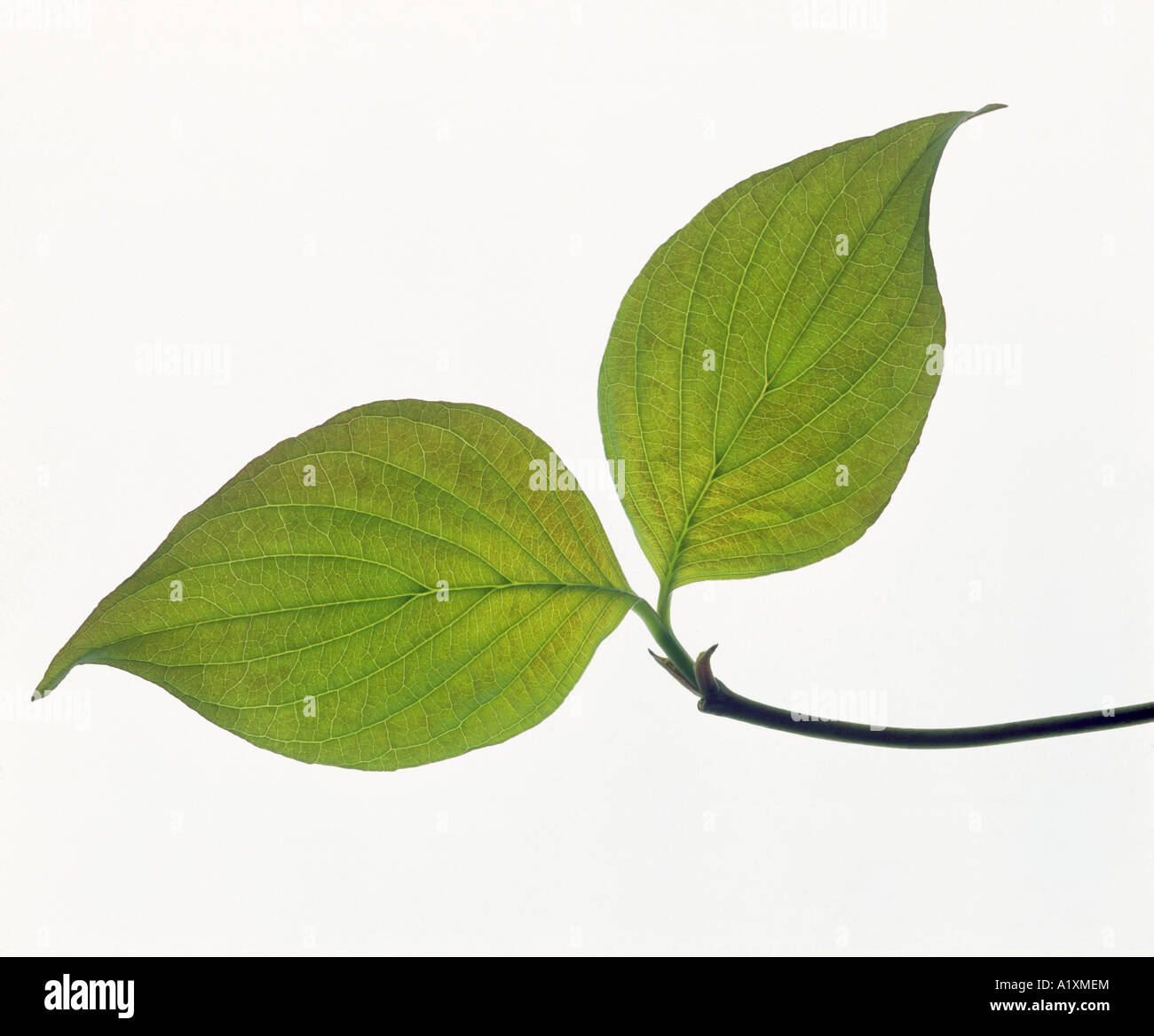 Sanguinello (CORNUS FLORIDA) SEMPLICE PINNATE venatura / STUDIO Foto Stock