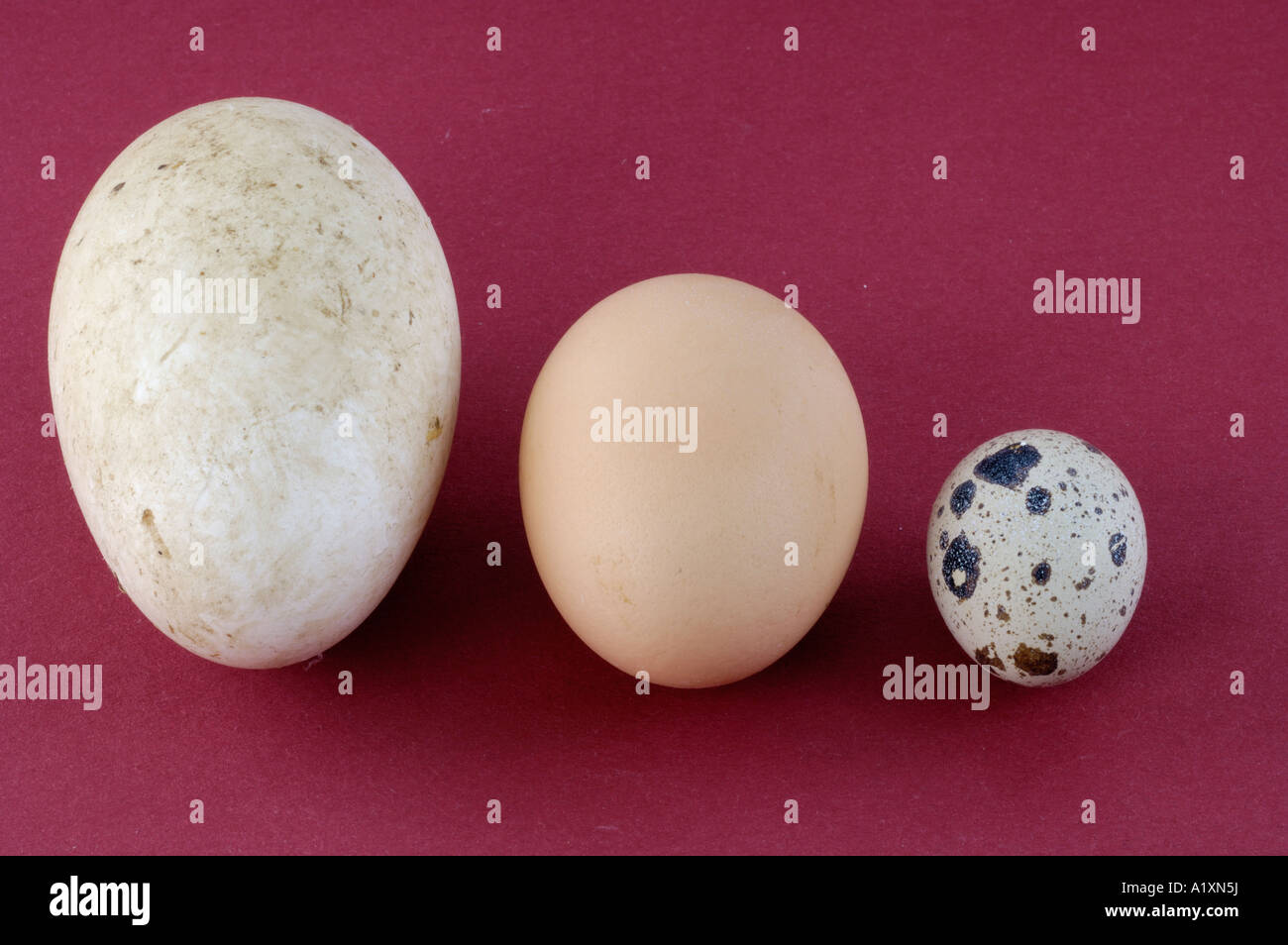 Differenti uova Eier Verschiedene oca domestica Hausgans polli domestici Haushuhn Wachtel Quaglia Foto Stock