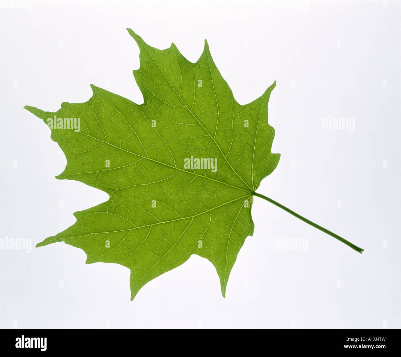 MAPLE; Hard Maple; ROCK MAPLE (ACER SACCHARUM)semplice palmate, 5 profonda a lungo lobi appuntiti / STUDIO Foto Stock