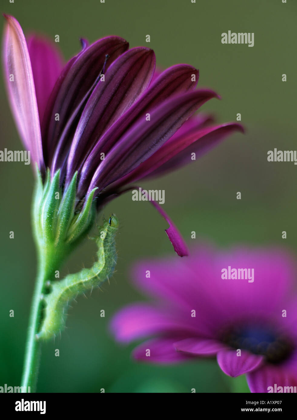 Caterpillar di pianura Golden Y Moth Autographa jota sul fiore viola di 'Osteospermum' soleggiata con parte mangiato petalo Foto Stock