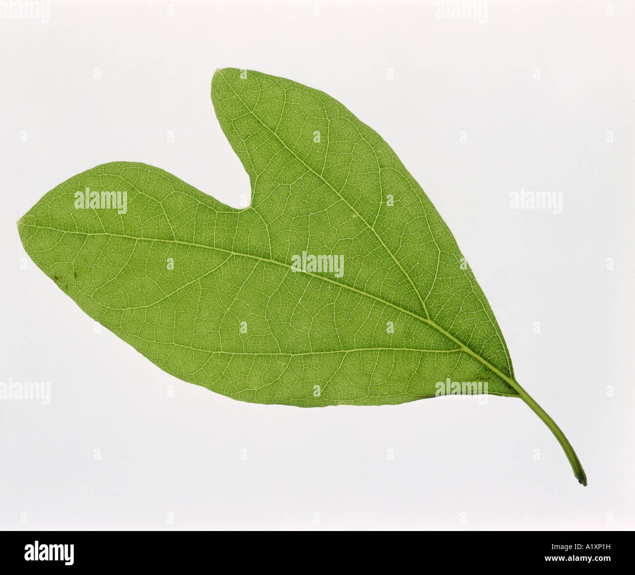 Sassofrasso (SASSAFRAS ALBIDUM) semplici foglie palmate / STUDIO Foto Stock