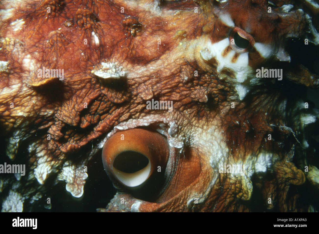 Reef octopus Octopus cyanea occhio e sifone dettaglio dell'Isola di Hideaway Port Vila Vanuatu Sud Pacifico Foto Stock