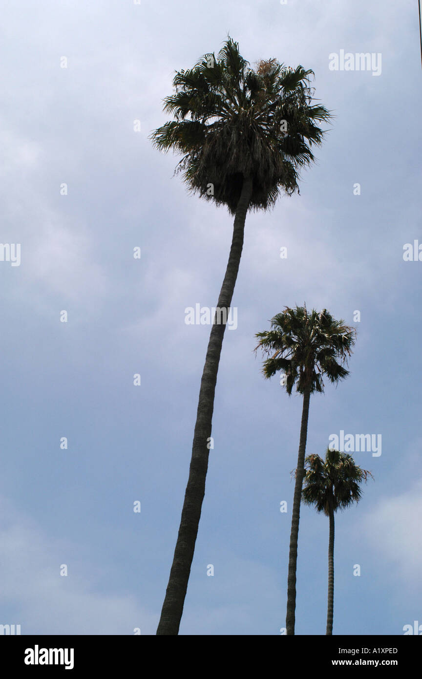 Tre Palme sul Santa Monica Boulevard Foto Stock