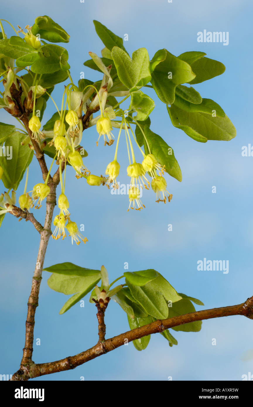 Farnia blossom Quercus robur Bluete der Sommereiche freistellbar Foto Stock