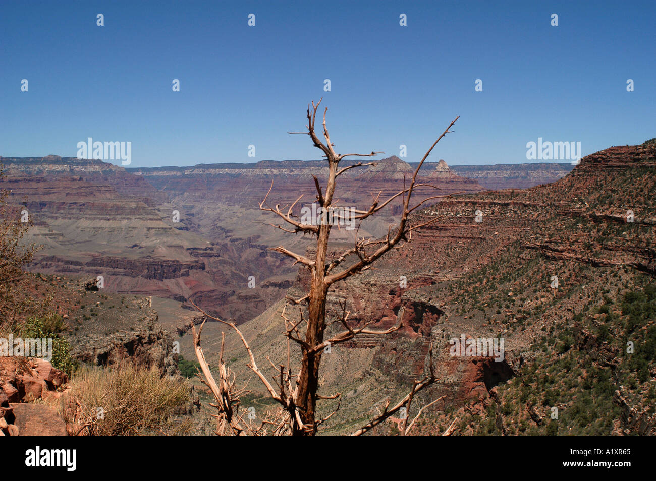 Albero morto al Margine Sud del Grand Canyon, Arizona, Stati Uniti d'America Foto Stock