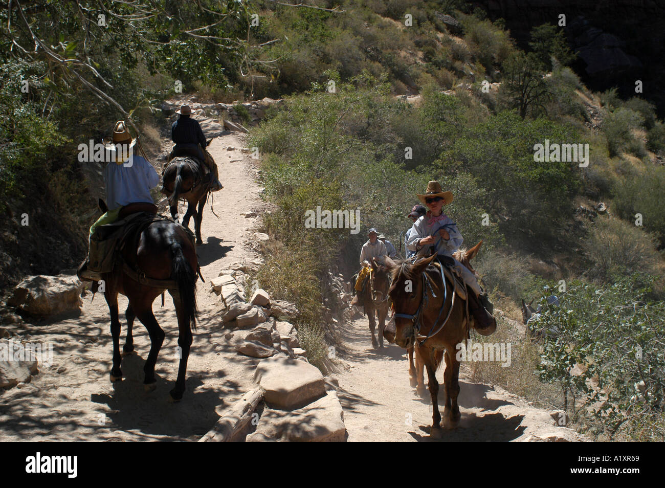 Gruppo di turisti a dorso di mulo su il Bright Angel Trail il più famoso sentiero escursionistico dal South Rim nel Grand Canyon Foto Stock