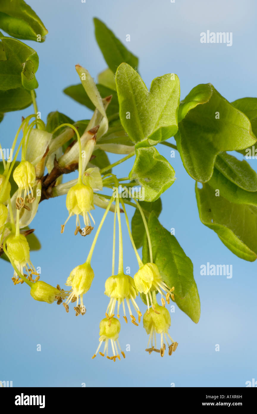 Farnia blossom Quercus robur Bluete der Sommereiche freistellbar Foto Stock