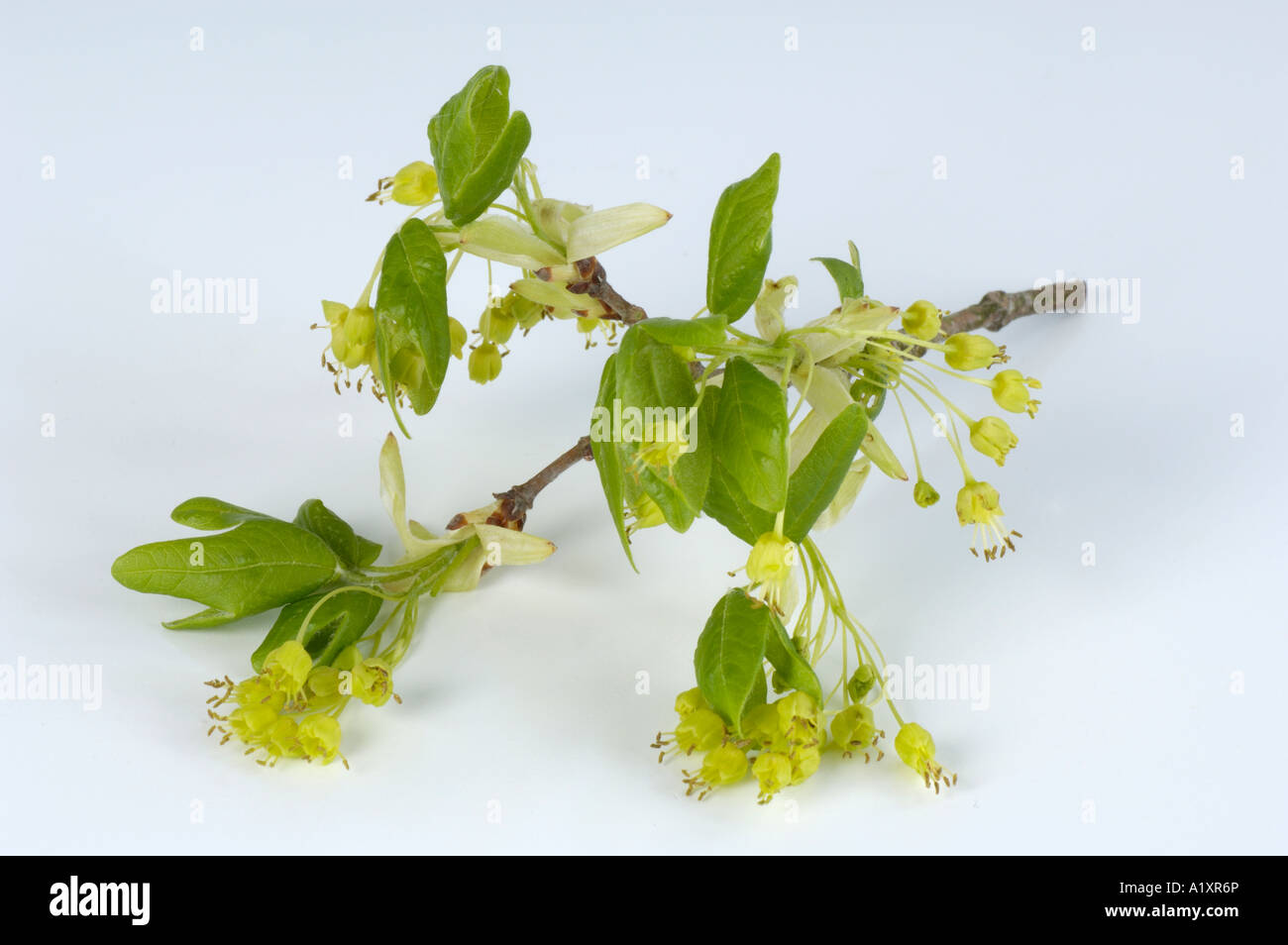 Farnia blossom Quercus robur Bluete der Sommereiche Foto Stock