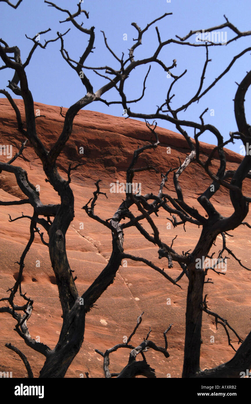 La torsione dei rami di un albero morto su una collina rotonda a Devils Garden, Arches National Monument Moab, Utah, Stati Uniti d'America. Foto Stock