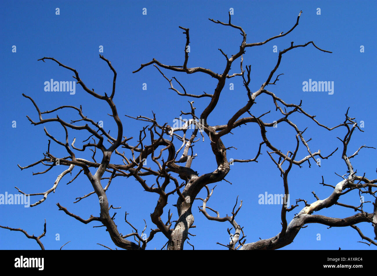 La torsione dei rami di un albero morto a giardino Devils Arches National Monument Foto Stock