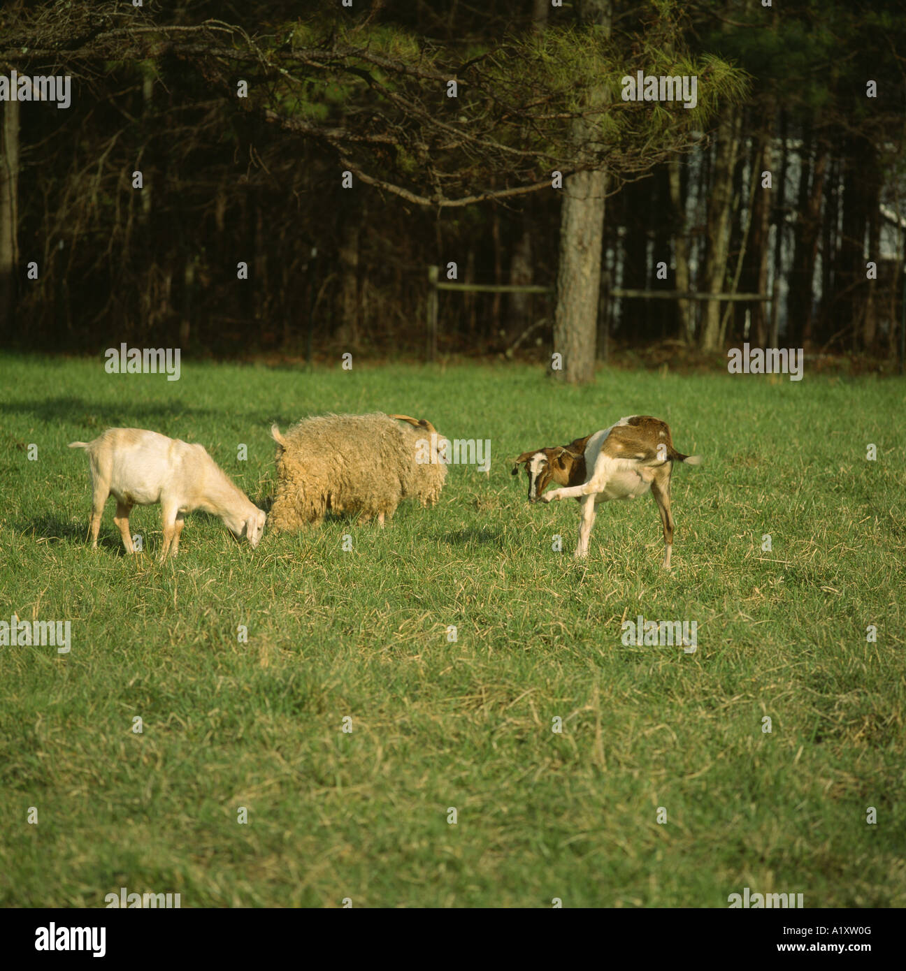 NUBIAN e capre angora / GEORGIA Foto Stock