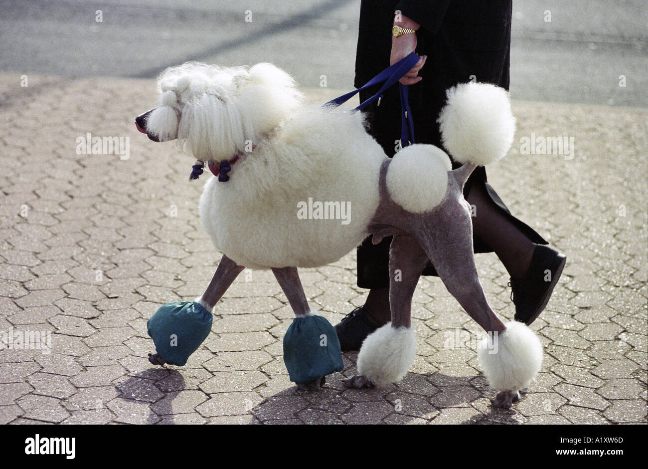 Un barboncino sulla strada per il Crufts international dog show presso il National Exhibition Centre Birmingham REGNO UNITO Foto Stock