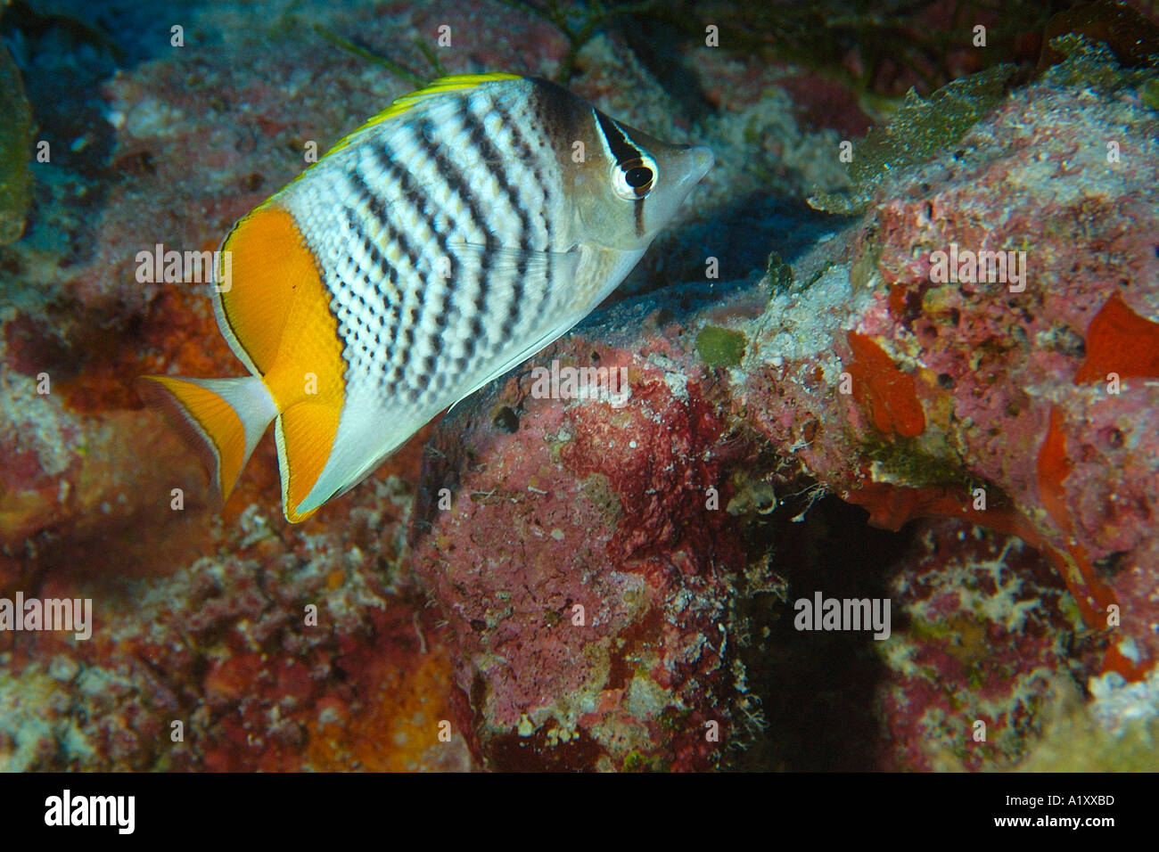 Merten Yellowback s butterflyfish Chaetodon mertensii Namu atollo delle Isole Marshall N Pacific Foto Stock