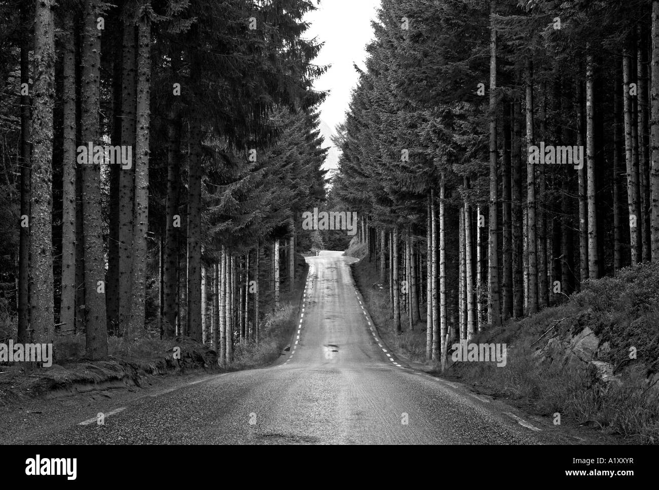 Un viale alberato strada attraverso norvegesi della foresta di pini, Norvegia Foto Stock
