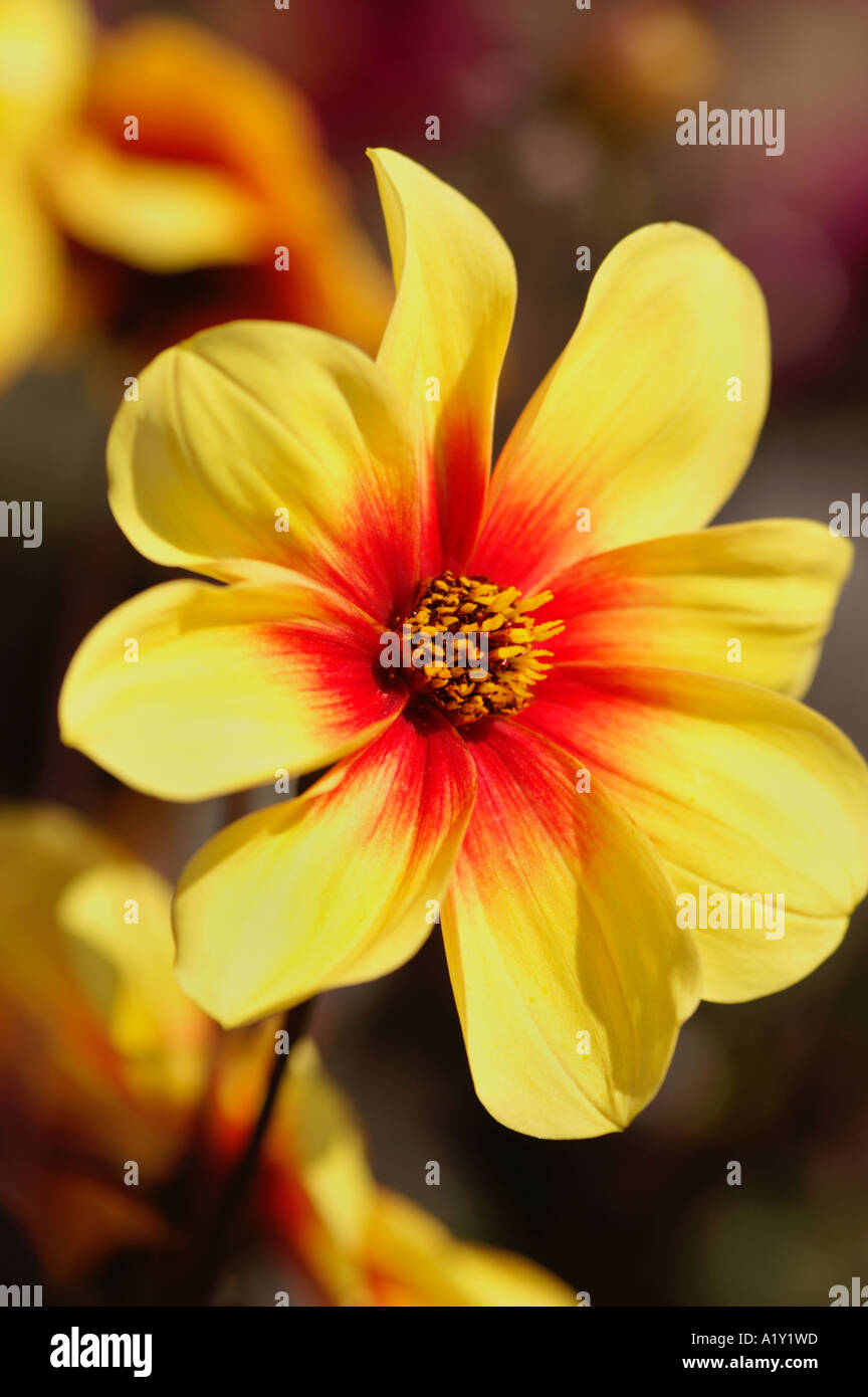 Dahlia Moonfire close up Foto Stock