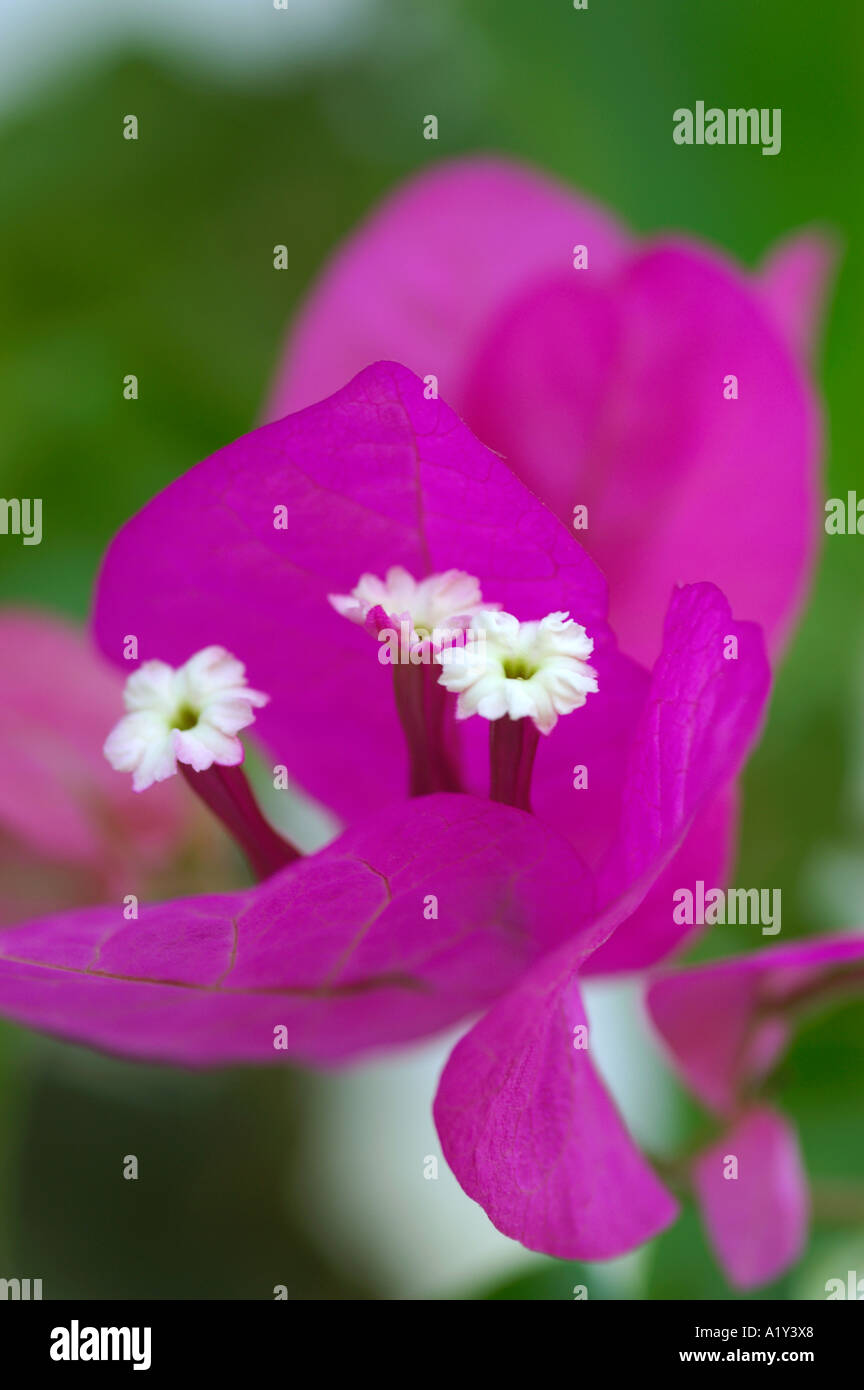 Il Bougainvillea glabra close up Foto Stock