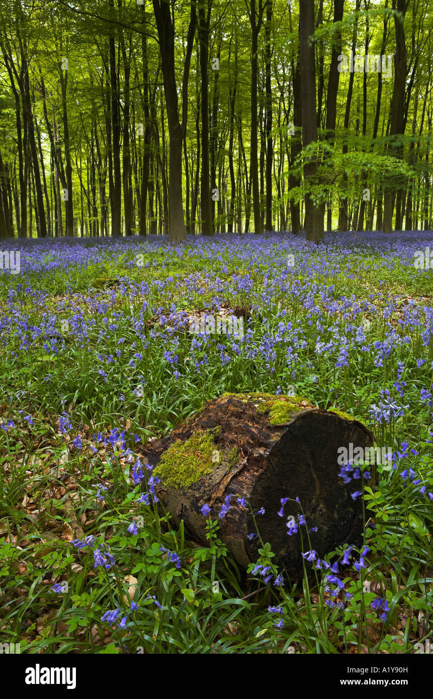Bluebell woodland a Micheldever legno in Hampshire Foto Stock