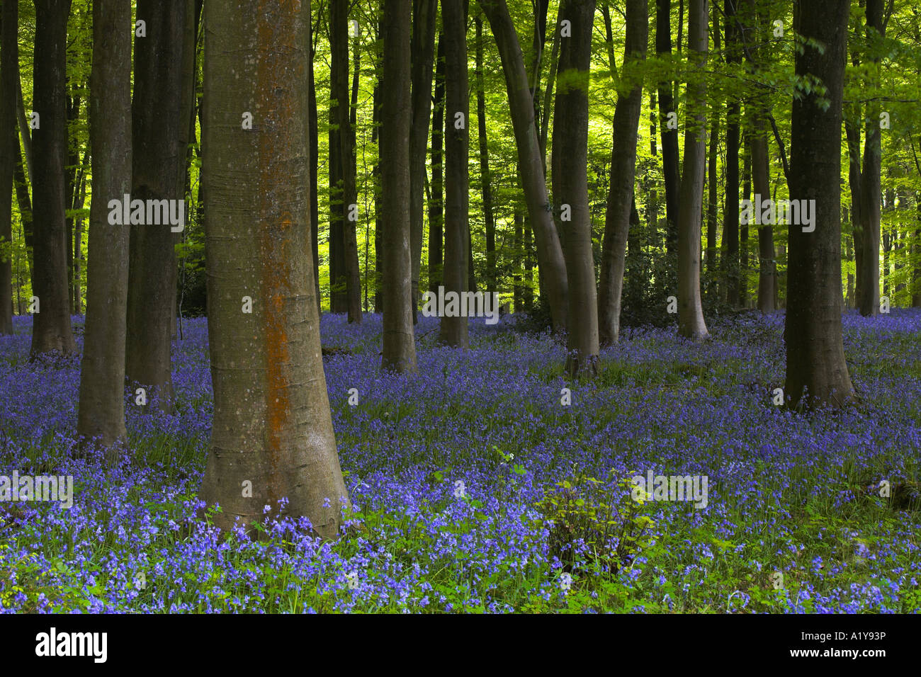 Bluebell woodland a Micheldever legno, Hampshire, Inghilterra Foto Stock