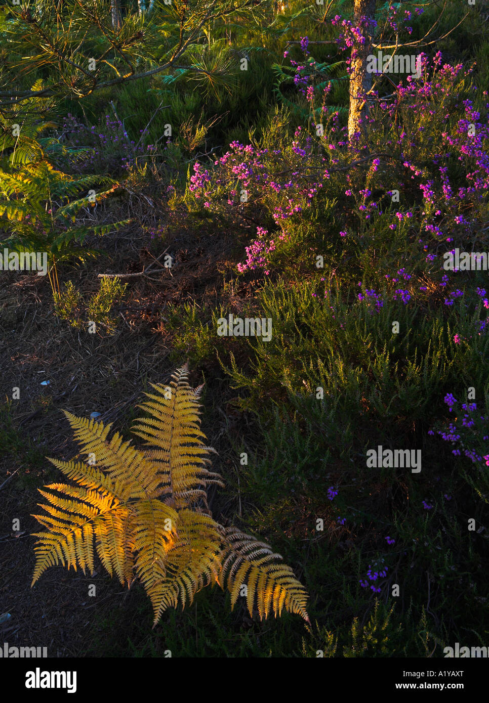 Bracken e heather glow in tarda estate sole a Mori Valley Country Park, Dorset, Inghilterra Foto Stock